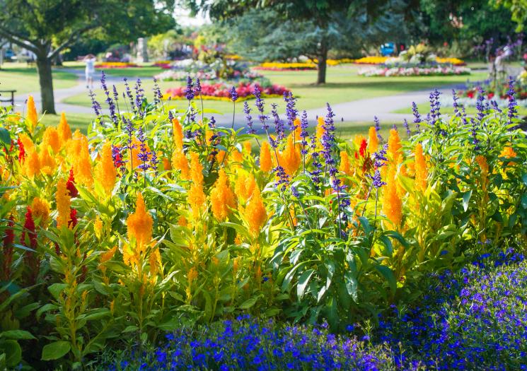 Boscawen park flowers2